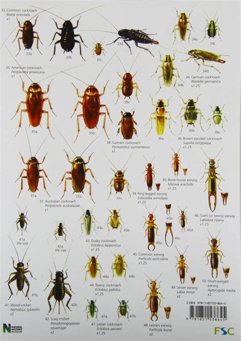 Image Gallery Insect Identification Chart Uk