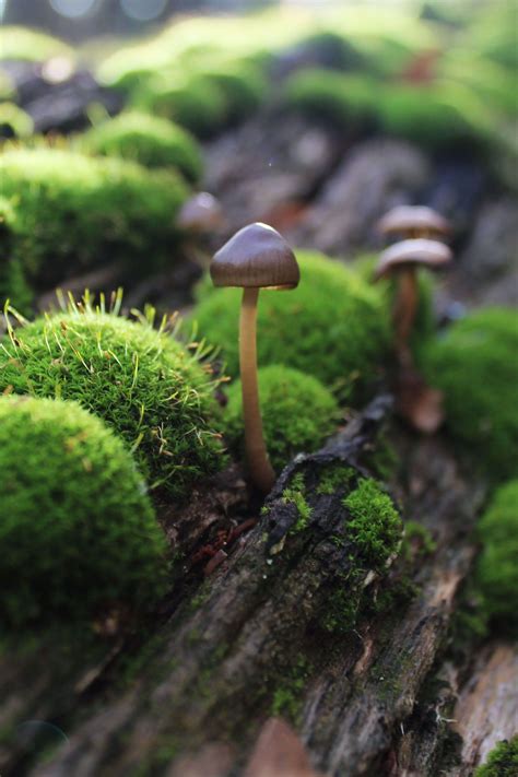 Moss And Fungi Wild Mushroom Photography Forest Fauna More The