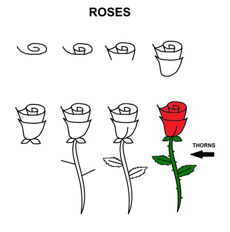 How To Draw A Rose Step By Step Roses Drawing Flower