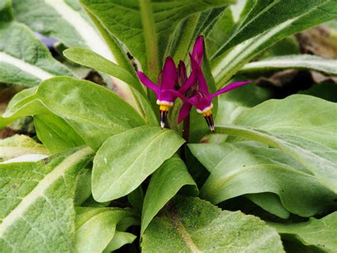Shooting Star Plant Care And Growing Guide