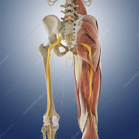 Introduction to functional anatomy of the lower extremity. Lower body anatomy, artwork - Stock Image - C014/5583 ...