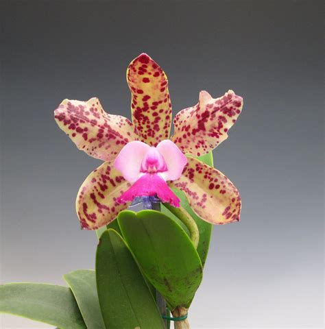 Orchidaceous Orchid Blog Orchid Flowers For The Administrative
