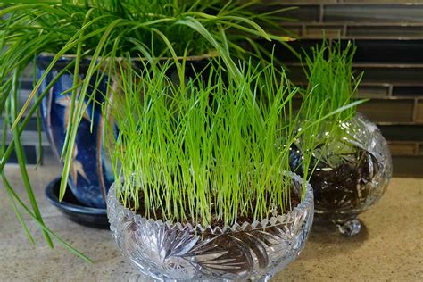How To Grow Grass Indoors Gardeners Path