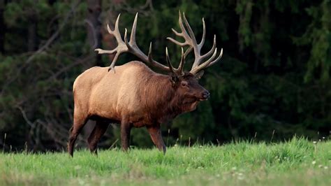 Land Of The Giants Huge Elk In Pennsylvania Youtube