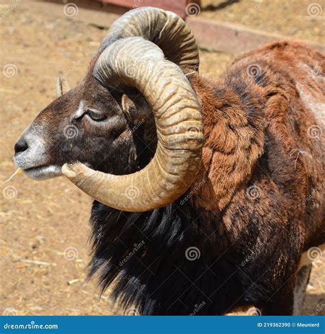 The European Mouflon Ovis Gmelini Musimon I Stock Photo Image Of