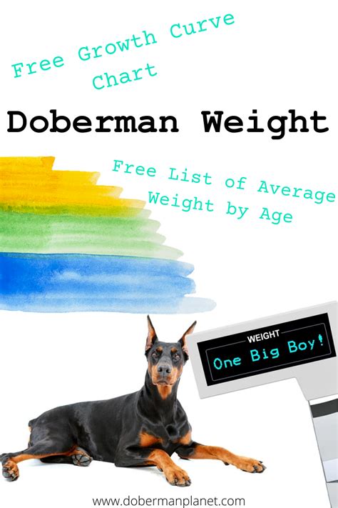 How Much Should Doberman Puppies Weigh