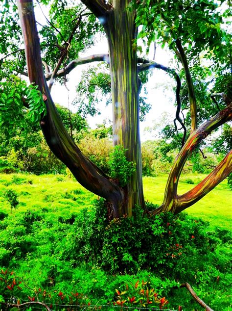 Rainbow Tree In Hana Rainbow Tree Tree Mindanao Gum