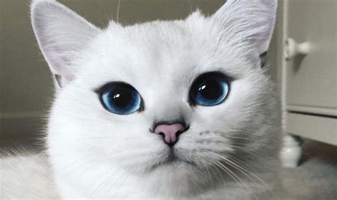 This Cat Has The Most Gorgeous Eyes You Will Ever See