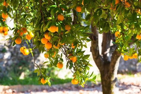 How To Grow Oranges In Your Own Orchard