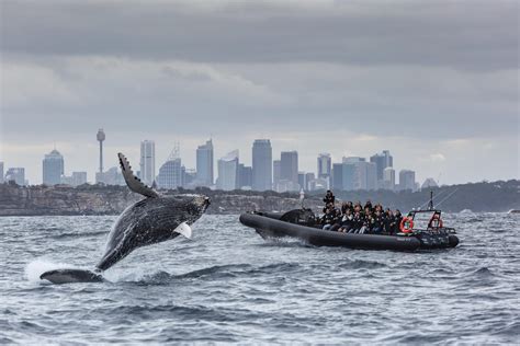 Whale Watching Season Starts This Week Off Sydney Rsydney