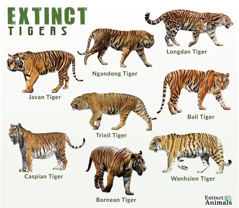 Types Of Tigers With Names