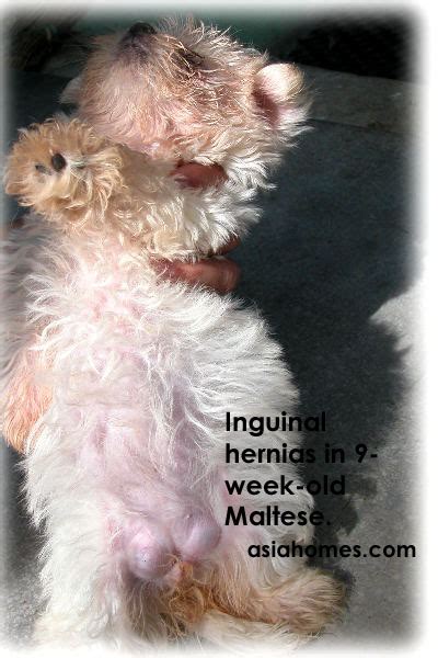A hernias in dogs are usually. 0618Singapore Pomeranian dystocia water bag educational stories, condos, rental properties ...