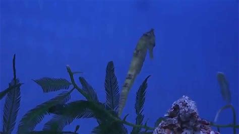 Seahorses Feeding On Brine Shrimp Youtube