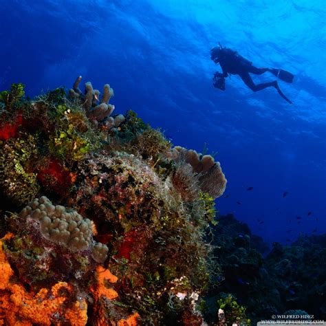 Entdecke rezepte, einrichtungsideen, stilinterpretationen und andere ideen zum ausprobieren. Scuba Diving Ultra HD Desktop Background Wallpaper for 4K ...