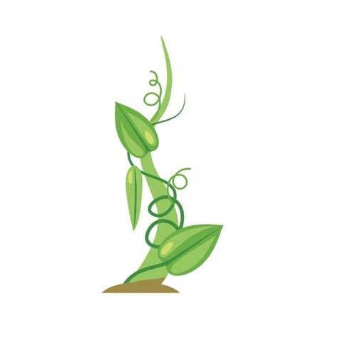 Green Bean Vine Illustrations Royalty Free Vector Graphics And Clip Art