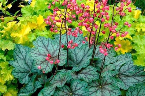 25 Gorgeous Shade Tolerant Plants That Will Bring Your Shaded Garden