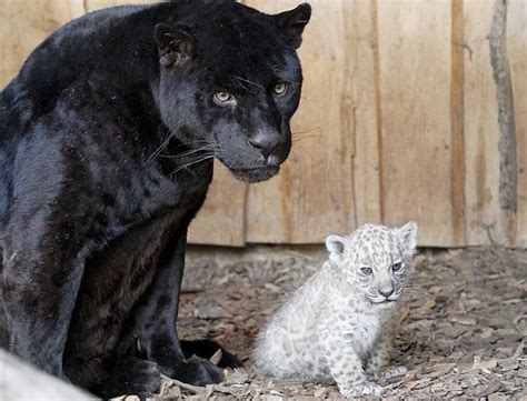 The Circus No Spin Zone Whte Jaguar Cubs