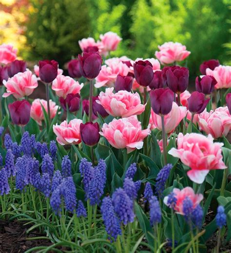 Tulip And Muscari Bulb Collection 100 Bulbs 3 Varieties Wind And