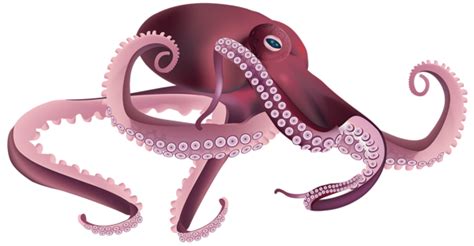 Octopus Png Transparent Image Download Size X Px