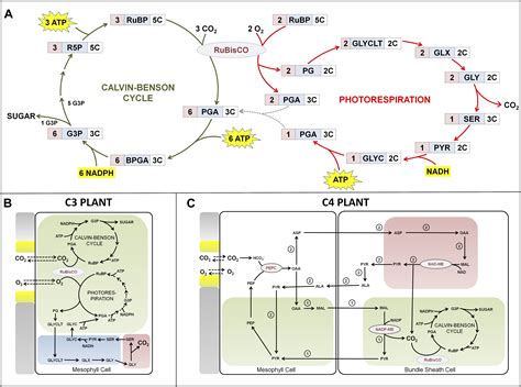 Shining Fresh Light On The Evolution Of Photosynthesis Elife