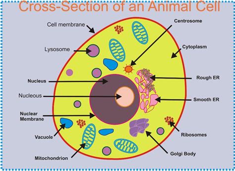 The structure of a plant and animal cell depends on how it maintains its constant internal environment. Cell structure and functions 8th cbse study notesCell ...