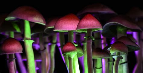 Magic Mushrooms Possible Cure For Depression And Anxiety