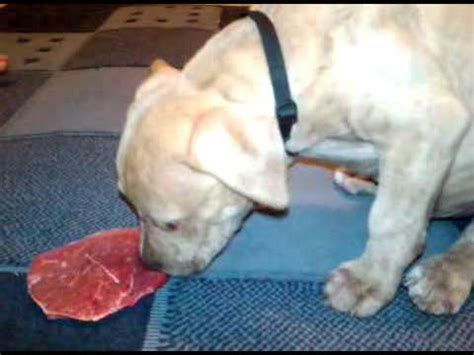 Why pit bulls make great pets. Pitbull Puppy eats Raw MeaT - YouTube