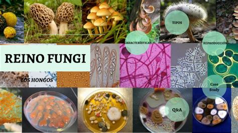 Reino Fungi Ceb