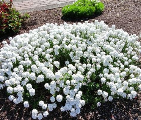 Candytuft Perennial Evergreen White Iberis Sempervirens Seeds Ground