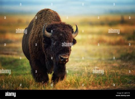 Buffalo Bison Bison In Jackson Wyoming Stock Photo Alamy
