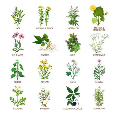 Lista Imagen Dibujos De Plantas Medicinales Con Sus Nombres En