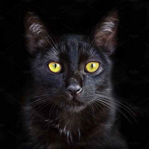 Portrait Of Cute Black Cat Cute Black Cats Cat Photography Cat Portraits