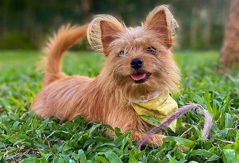 What Is A Yorkie Mixed With
