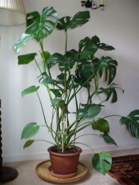 Check out our swiss cheese plant selection for the very best in unique or custom, handmade pieces from our craft supplies & tools shops. House Plant , Large Monstera Deliciosa (Swiss Cheese Plant ...