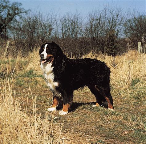 Bernese Mountain Dog Description Temperament Images And Facts