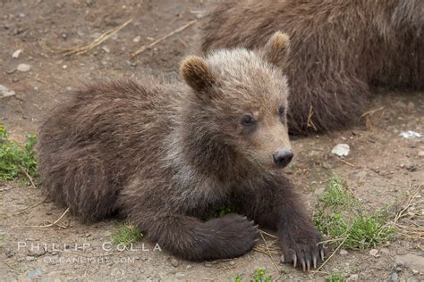 Brown Bear Spring Cub Just A Few Months Old Ursus Arctos Photo