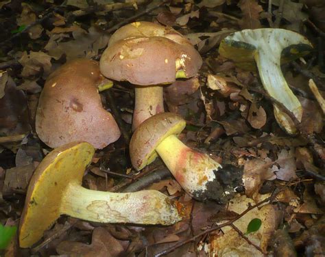 Boletus fechtneri - identifier-les-champignons.com