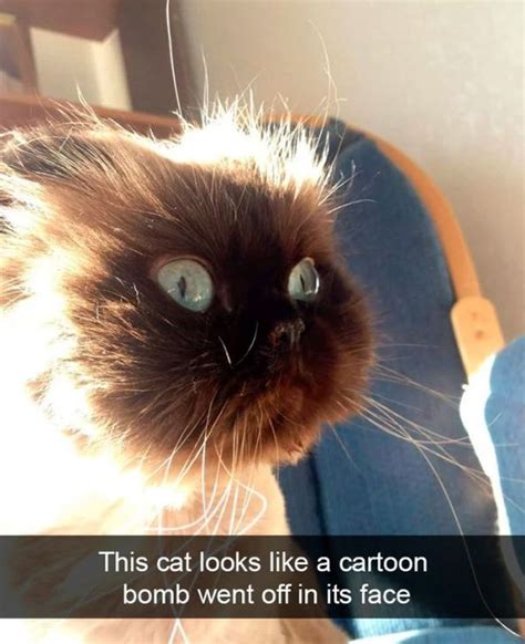 30 Funny Snapchat Cat Funnyfoto Page 26