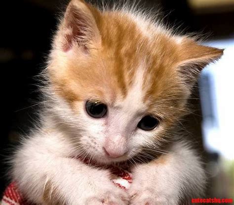 Cute Kitty Cute Cats Hq Pictures Of Cute Cats And Kittens Free