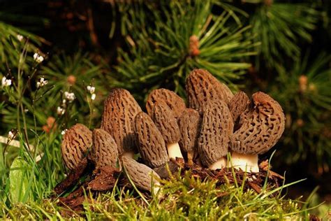 How To Grow Morel Mushrooms At Nearly 0 Without Searching For One