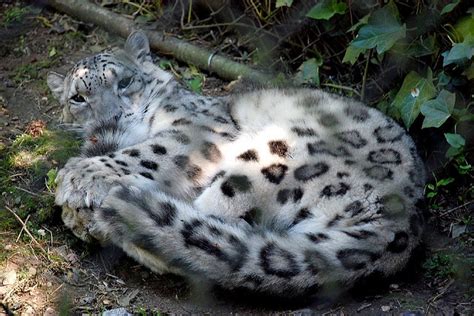 Snow leopard tail nomming compilation, because...
