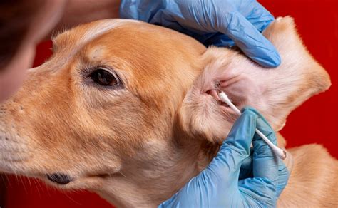 How To Recognize And Treat Ear Mites In Dogs Canine Campus Dog