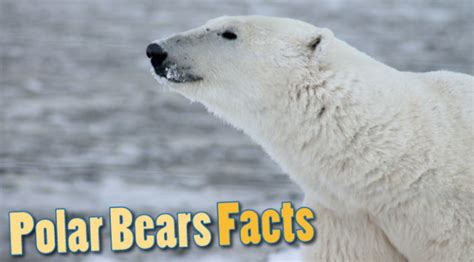 Polar Bears Facts For Kids Amazing Information And Pictures