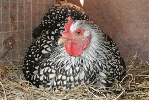 Chicken Nesting Why Is My Hen Broody Timber Creek Farm