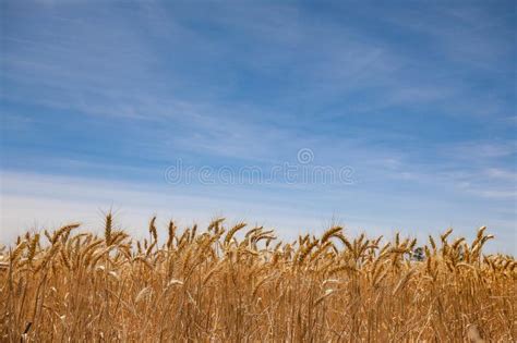 Large Wheat Field Under A Blue Sky Stock Photo Image Of Natural Farm