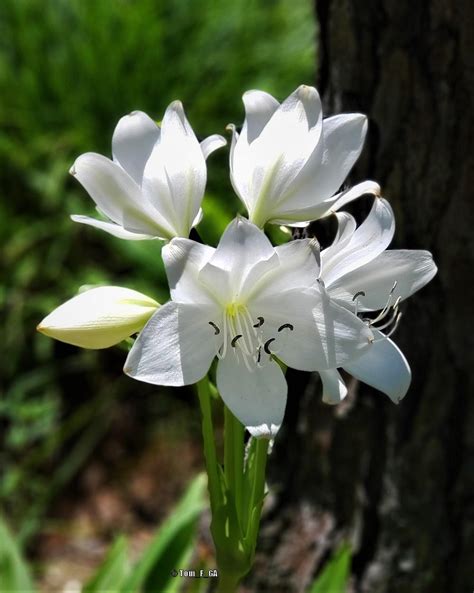 Stchristopher Lily Crinum Jagus In The Crinums Database