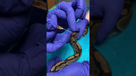 How To Give Your Snake An Injection Youtube