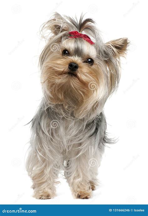 Yorkshire Terrier 1 Year Old Stock Photo Image Of Standing