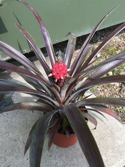 Pineapple Pacifico Red Plant With Pineapple Fruit Growing In A 12cm Pot