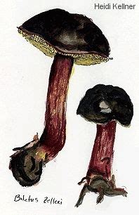 Mushroom Drawings of Heidi Kellner (MushroomExpert.Com) | Mushroom ...
